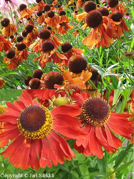 Helenium Autumnale-Ryhm 'Moerheim Beauty', syyshohdekukka